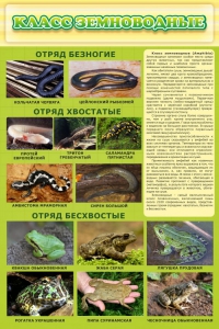 Стенд "Класс земноводные" - fgospostavki.ru - Иркутск