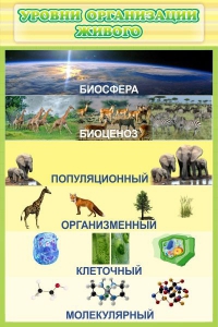 Стенд "Уровни организации живого" - fgospostavki.ru - Иркутск