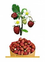 Комплект карточек "Запоминай, играй, считай" - Ягоды - fgospostavki.ru - Иркутск