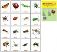 Раздаточные карточки "Насекомые" - fgospostavki.ru - Иркутск