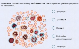 Интерактивные курсы. Биология 11 класс. Расширенный. - fgospostavki.ru - Иркутск