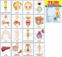 Раздаточные карточки "Тело человека" - fgospostavki.ru - Иркутск