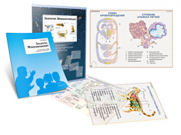 Комплект кодотранспарантов "Зоология. Млекопитающие" - fgospostavki.ru - Иркутск