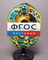 Модель "Клетка растения" - fgospostavki.ru - Иркутск