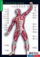 Комплект таблиц. Биология. Строение тела человека. - fgospostavki.ru - Иркутск