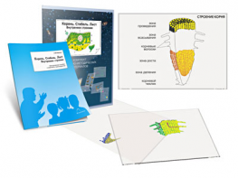 Комплект кодотранспарантов "Корень. Стебель. Лист (Внутреннее строение)" - fgospostavki.ru - Иркутск