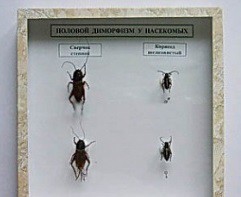 Коллекция энтомологическая "Половой диморфизм" - fgospostavki.ru - Иркутск