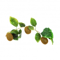 Ветка муляжей "Киви" - fgospostavki.ru - Иркутск