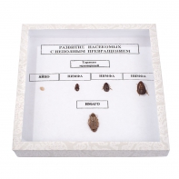 Коллекция "Развитие насекомых с неполным превращением" - fgospostavki.ru - Иркутск