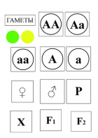 Модель-аппликация Моногибридное скрещивание и  его цитологические основы - fgospostavki.ru - Иркутск