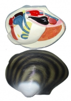 Модель "Беззубка" (двустворчатый моллюск) - fgospostavki.ru - Иркутск