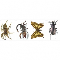 Модель-аппликация Многообразие беспозвоночных - fgospostavki.ru - Иркутск