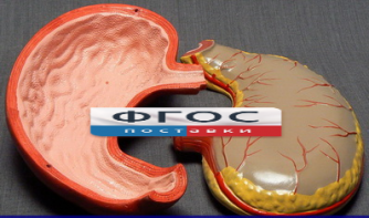 Модель "Желудок" - fgospostavki.ru - Иркутск