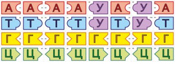 Модель-аппликация Удвоение ДНК и транскрипция РНК - fgospostavki.ru - Иркутск