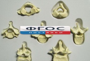 Модель "Позвонки" (из 7 штук) - fgospostavki.ru - Иркутск