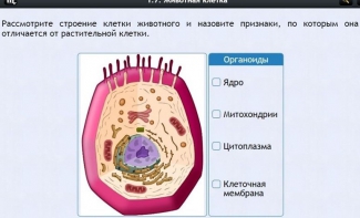 Интерактивные курсы. Биология 8 класс. Базовый - fgospostavki.ru - Иркутск