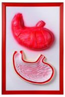 Барельефная модель "Желудок" - fgospostavki.ru - Иркутск