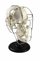 Кости черепа человека смонтированные - fgospostavki.ru - Иркутск