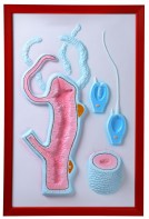 Барельефная модель "Строение гидры" - fgospostavki.ru - Иркутск