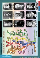 Комплект таблиц. Биология. Введение в экологию. - fgospostavki.ru - Иркутск