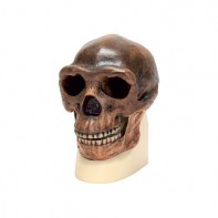 Модель черепа синантропа - fgospostavki.ru - Иркутск