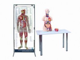 Интерактивный учебный комплекс "Анатомический атлас 3D" - fgospostavki.ru - Иркутск