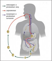 Модель-аппликация Цикл развития аскариды - fgospostavki.ru - Иркутск