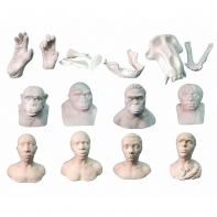 Набор моделей палеонтологических находок "Происхождение человека"	 - fgospostavki.ru - Иркутск