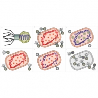 Модель-аппликация Жизненный цикл вируса	 - fgospostavki.ru - Иркутск