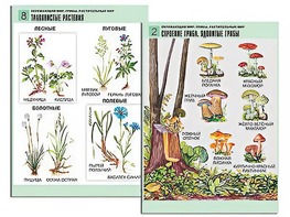 Комплект таблиц "Окружающий мир. Грибы. Растительный мир" (12 таблиц, А1, ламинированные) - fgospostavki.ru - Иркутск
