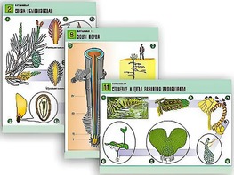 Комплект таблиц по биологии демонстрационных "Ботаника 1" (12 таблиц, формат А1, ламинированные) - fgospostavki.ru - Иркутск