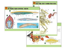 Комплект таблиц по биологии демонстрационных "Зоология 2" (16 таблиц, формат А1, ламинированные) - fgospostavki.ru - Иркутск