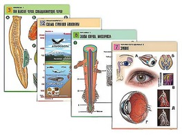 Комплект таблиц по всему курсу биологии (120 штук, формат А1, полноцветные, ламинированные) - fgospostavki.ru - Иркутск