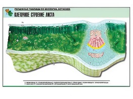 Рельефная таблица "Клеточное строение листа" (формат А1, матовое ламинирование) - fgospostavki.ru - Иркутск