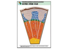 Рельефная таблица "Клеточное строение стебля" (формат А1, матовое ламинирование) - fgospostavki.ru - Иркутск