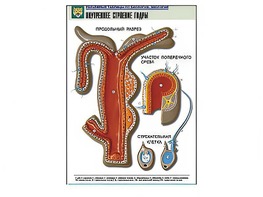 Рельефная таблица "Внутреннее строение гидры" - fgospostavki.ru - Иркутск