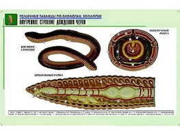 Рельефная таблица "Внутреннее строение дождевого червя" (формат А1, матовое ламинирование) - fgospostavki.ru - Иркутск
