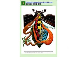 Рельефная таблица "Внутреннее строение жука" (формат А1, матовое ламинирование) - fgospostavki.ru - Иркутск
