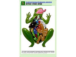Рельефная таблица "Внутреннее строение лягушки" (формат А1, матовое ламинирование) - fgospostavki.ru - Иркутск