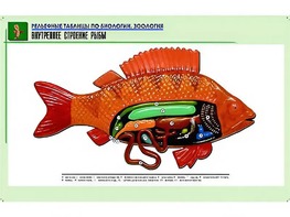Рельефная таблица "Внутреннее строение рыбы" (формат А1, матовое ламинирование) - fgospostavki.ru - Иркутск