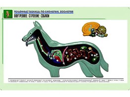 Рельефная таблица "Внутреннее строение собаки" (формат А1, матовое ламинирование) - fgospostavki.ru - Иркутск