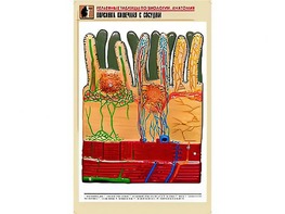 Рельефная таблица "Ворсинка кишечная с сосудом" (формат А1, матовое ламинирование) - fgospostavki.ru - Иркутск