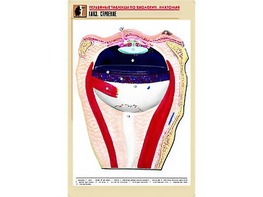 Рельефная таблица "Глаз. Строение" (формат А1, матовое ламинирование) - fgospostavki.ru - Иркутск