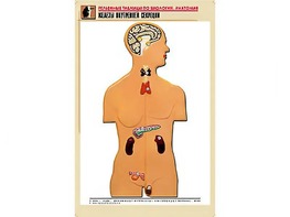 Рельефная таблица "Железы внутренней секреции" (формат А1, матовое ламинирование) - fgospostavki.ru - Иркутск