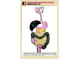 Рельефная таблица "Пищеварительный тракт" (формат А1, матовое ламинирование) - fgospostavki.ru - Иркутск