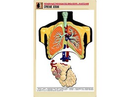 Рельефная таблица "Строение легких" (формат А1, матовое ламинирование) - fgospostavki.ru - Иркутск