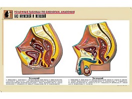 Рельефная таблица "Таз мужской и женский" (формат А1, матовое ламинирование) - fgospostavki.ru - Иркутск