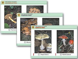 Комплект таблиц раздаточных "Грибы съедобные и несъедобные" (цветные, ламинированные, А4, 8 штук) - fgospostavki.ru - Иркутск