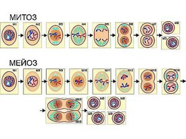 Модель-аппликация "Деление клетки. Митоз и мейоз" (ламинированная) - fgospostavki.ru - Иркутск