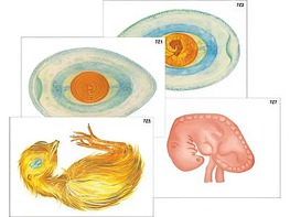 Модель-аппликация "Развитие птицы и млекопитающего (человека)" (ламинированная) - fgospostavki.ru - Иркутск